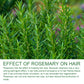 Rosemary Shampoo for Damaged Hair